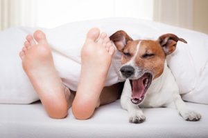 Bigstock Sleeping Dog And Owner 64417297